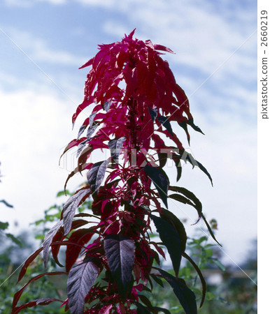 64189 Hagiteiu 2660219