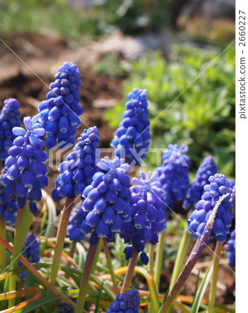 穆斯卡里的花與葡萄相似 2660227