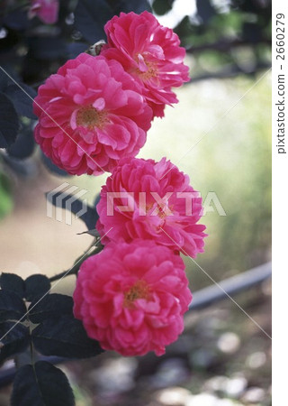 64255玫瑰金玫瑰 2660279