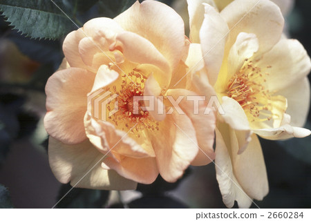 64273玫瑰金玫瑰 2660284