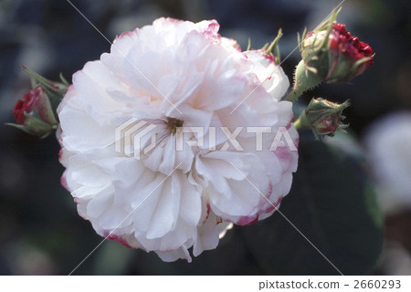 64285 rose old rose 2660293