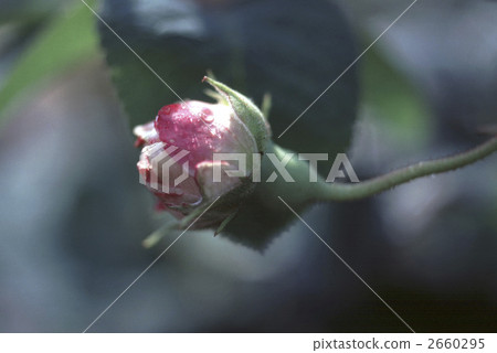 64287玫瑰金玫瑰 2660295