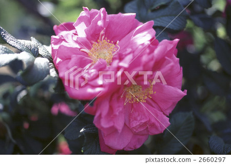 64297玫瑰金玫瑰 2660297