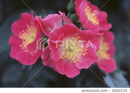 64347玫瑰金玫瑰 2660319