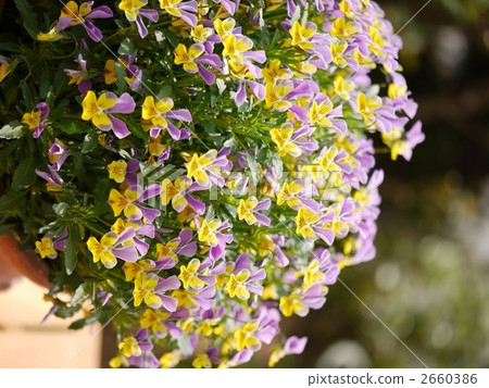 Viola shining in the sunlight 2660386