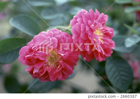 64455玫瑰金玫瑰 2660387