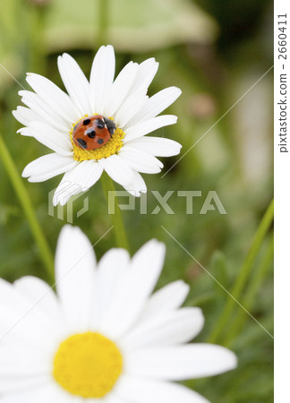 Flower and Lepidoptera Flower and Lepidoptera 2660411