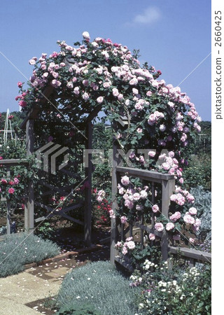 64617玫瑰金玫瑰 2660425