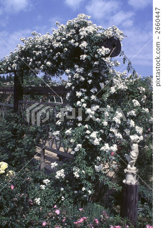 64645玫瑰金玫瑰 2660447