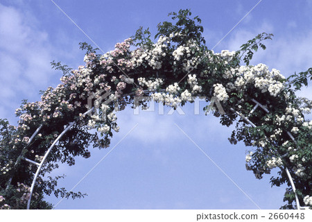 64648玫瑰金玫瑰 2660448