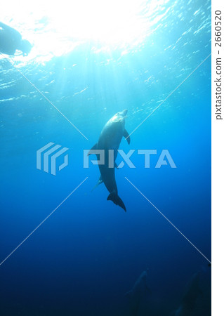 dolphin, dolphins, in the sea 2660520