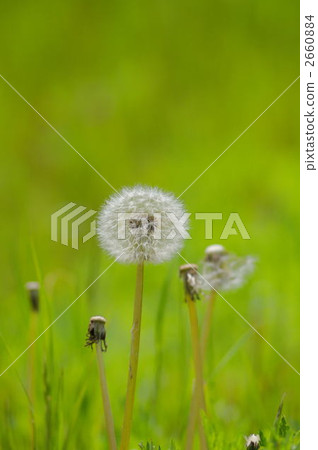 蒲公英的種子 蒲公英的種子 2660884