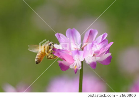 中國紫雲英 蜜蜂 湯匙 2660900