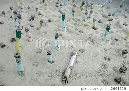 Incense sticks 2661129