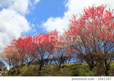 Hua Momo no Hi 2661387