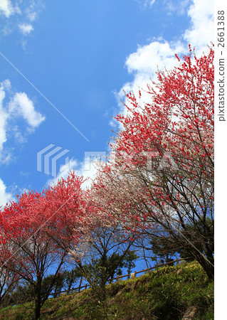 Flower peach Flower peach 2661388