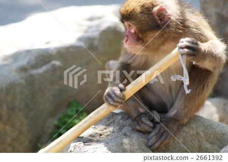 Monkey at Takasakiyama 2661392