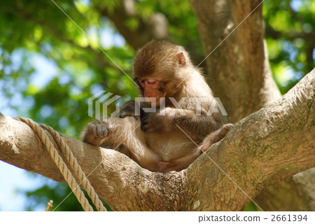 Takasakiyama Natural Zoo Takasakiyama Natural Zoo 2661394