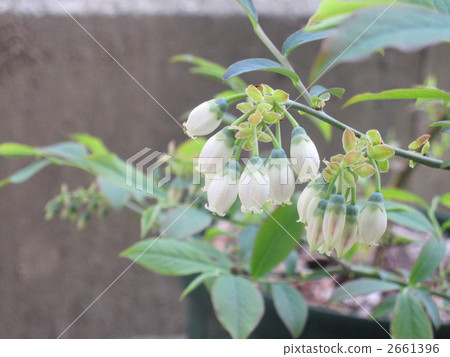 Austin Flower Austin Flower 2661396