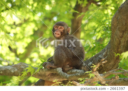 高崎山自然動物園 2661397