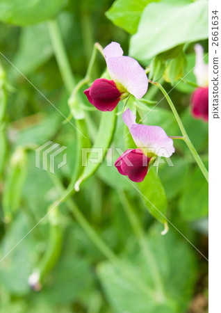 Silkiness and fields 2661634