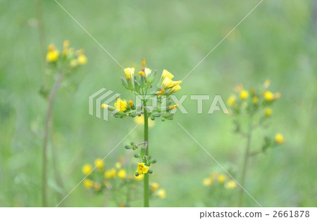 Flower of Oriental False Hawk 2661878