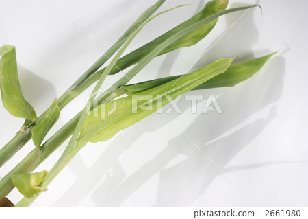 bud of ginger, bud of myoga, japanese ginger 2661980