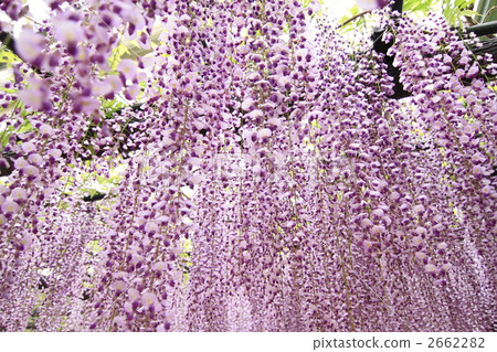 nagafuji, kumano, wisteria trellis 2662282