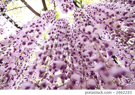 nagafuji, kumano, wisteria trellis 2662283