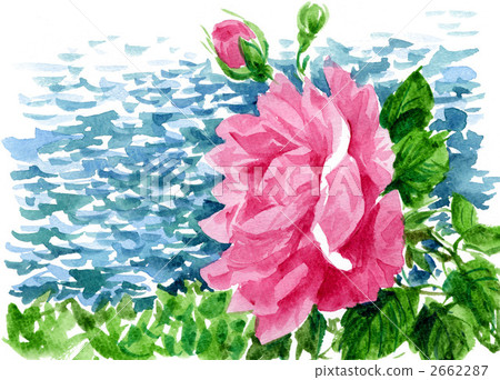 rose, roses, illustration 2662287