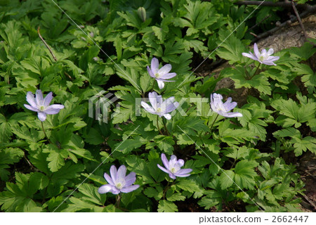 anemone, anemone pseudoaltaica, early spring 2662447
