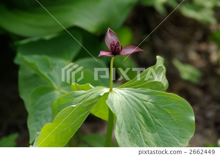 trillium, triangle, liliaceae 2662449