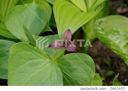 trillium, single flower, single wheel 2662455