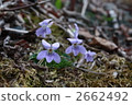 Viola grypocera 2662492