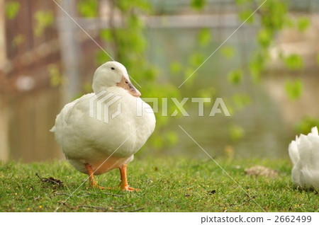 duck	 2662499