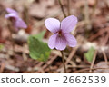 Akebono violet 2662539