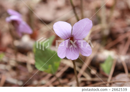 Akebono violet Akebono violet 2662539