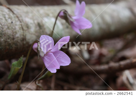 Akebono violet 2662541