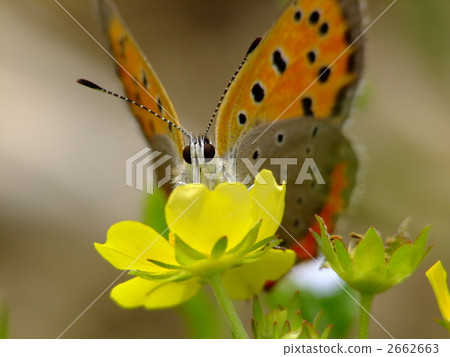Lycaena phlaeas 2662663