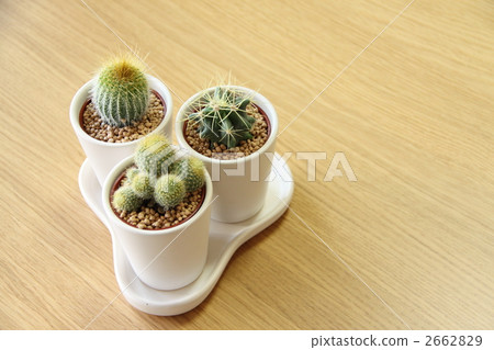 Mini cactus 2662829