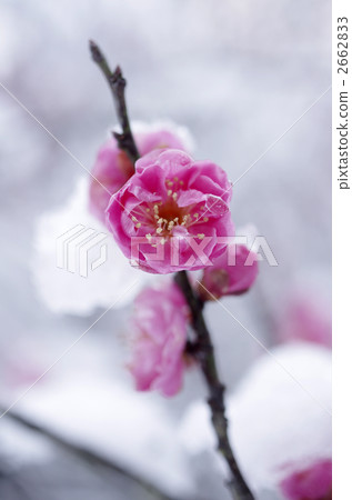 Red plum and snow 2662833