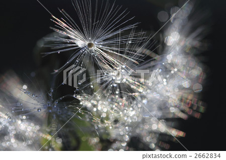 seed, species, botanic 2662834