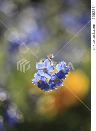 myosoti, myosotis scorpioide, botanic 2662884
