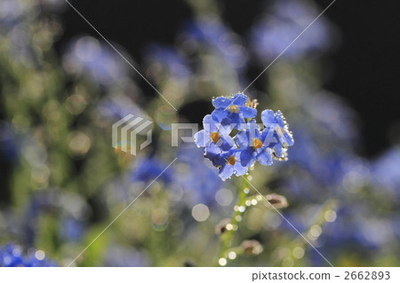 沼澤勿忘我 勿忘草 植物 2662893