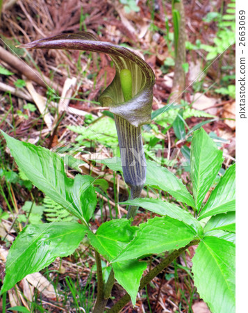 Mimi Gataten Nansho(瀕危物種)之花〜另一個名字:蟑螂 Mimi Gataten Nansho(瀕危物種)之花〜另一個名字:蟑螂 2663069