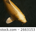 鯉魚 科伊 黃金 2663153