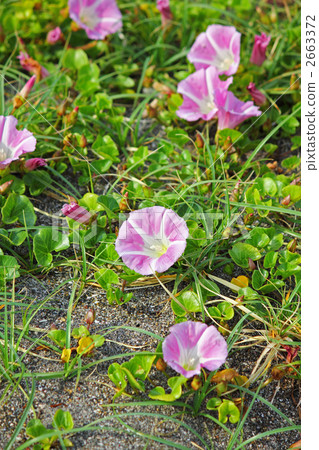 Beach beach face Beach beach face 2663372