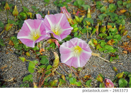 Beach beach face Beach beach face 2663373