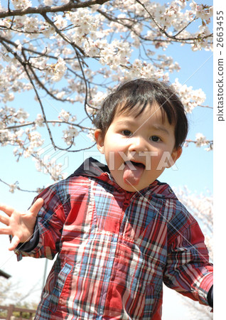 Sakura Akanbe 2663455