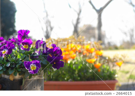 March Viola · Violet Department 54 March Viola · Violet Department 54 2664015
